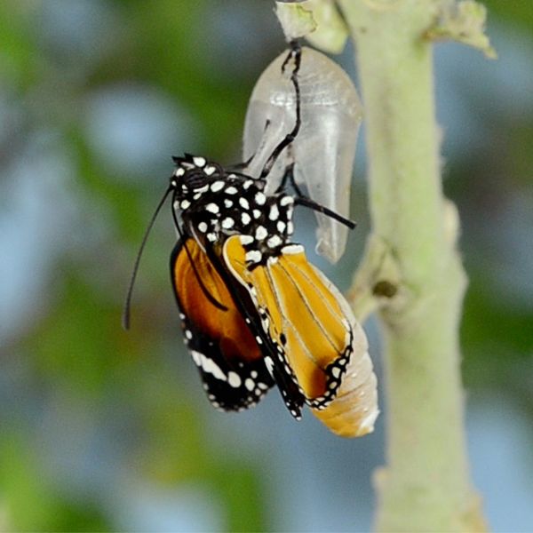 letting go as a leader