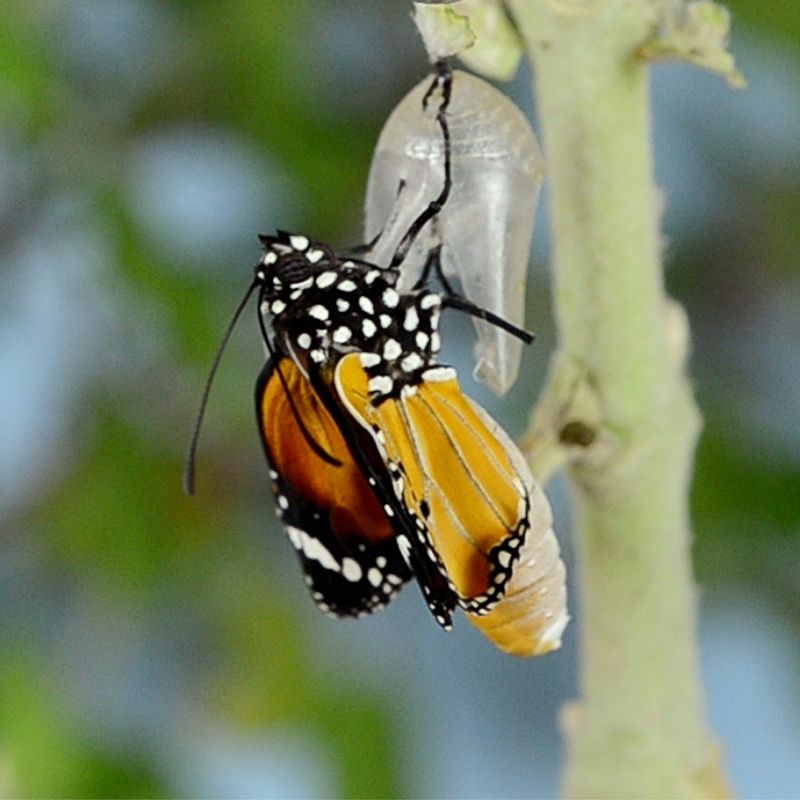 letting go as a leader